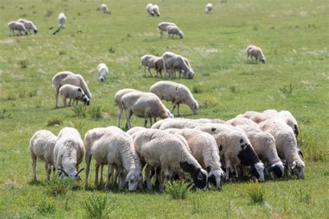 一亩地可以养多少只羊