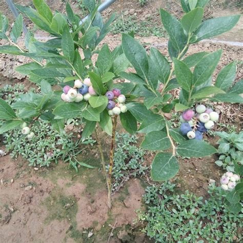 一亩地种多少棵蓝莓树