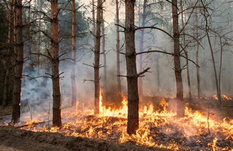 一场森林大火足以让一个地区的人民返贫