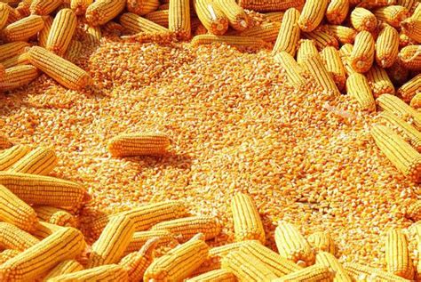 一斤玉米能磨多少玉米面
