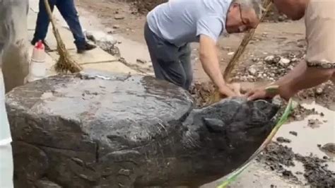 一村民挖出巨大石龟