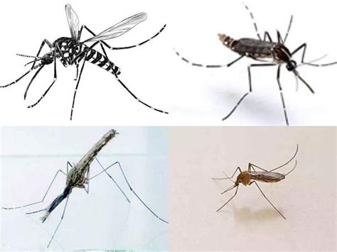 一般哪几个月有蚊子