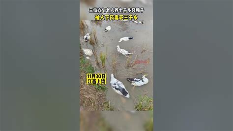 三个六旬老人养鸭被毒死
