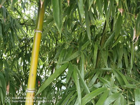 三种竹子最好养殖方法