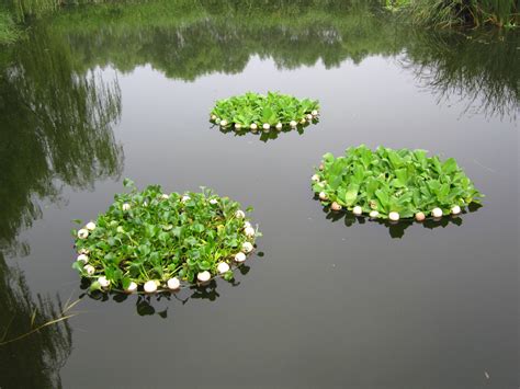 上海沉水植物的种植技术