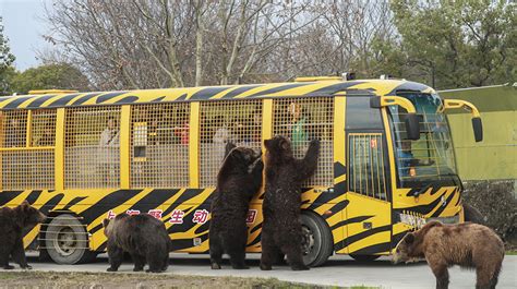 上海野生动物园停车最佳方法