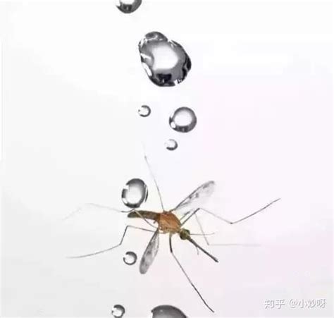 下雨天蚊子怎么不会被雨滴砸死