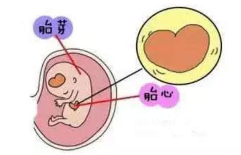 不长胎芽胎心的原因