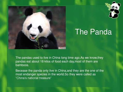 与熊猫生日相关的英语作文