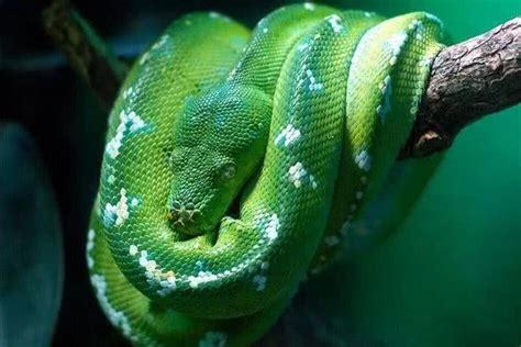 世上最漂亮的蛇