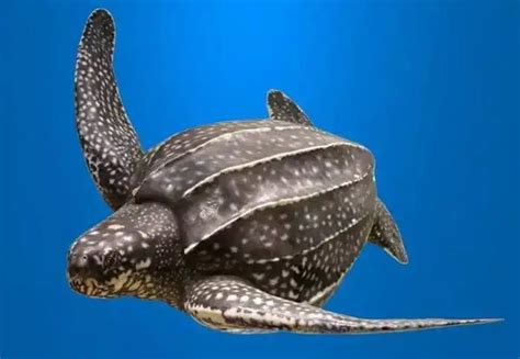 世界上体型最大海龟