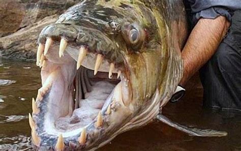 世界上十种最凶猛的淡水鱼排名