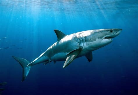 世界上最可怕的鲨鱼