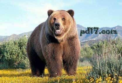 世界上最大最凶猛的熊