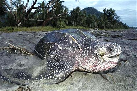 世界上最大的海龟有多大