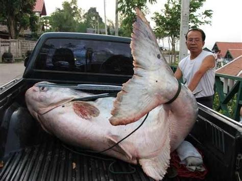 世界上最大的鲶鱼超过500斤