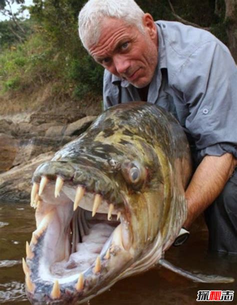 世界上最大鱼是什么鱼
