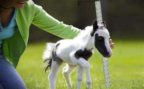 世界上最小的马只有5厘米
