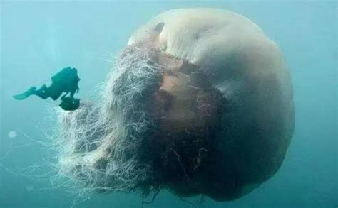 世界上最恐怖且体型最大的水母