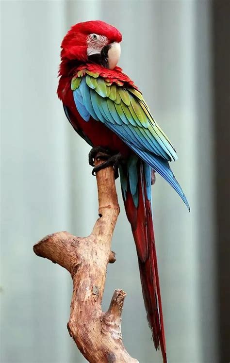 世界上最稀有的金刚鹦鹉