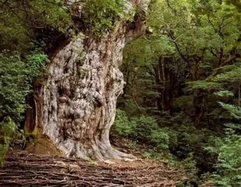 世界上最老的树有多少岁