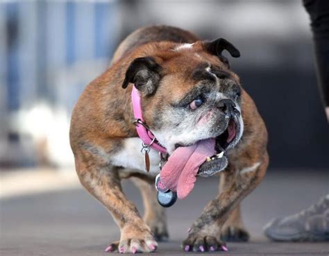 世界上活得最久的狗狗去世