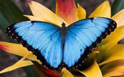 世界上第一漂亮的蝴蝶