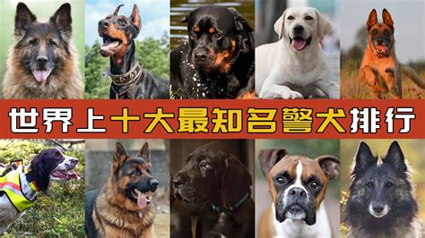 世界十大警犬