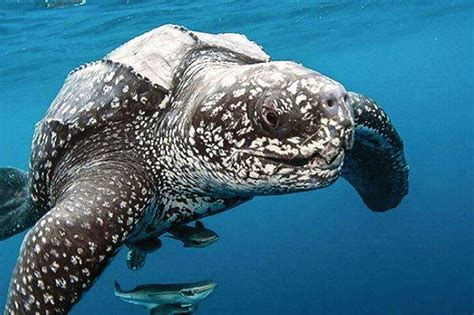 世界最大体型的海龟