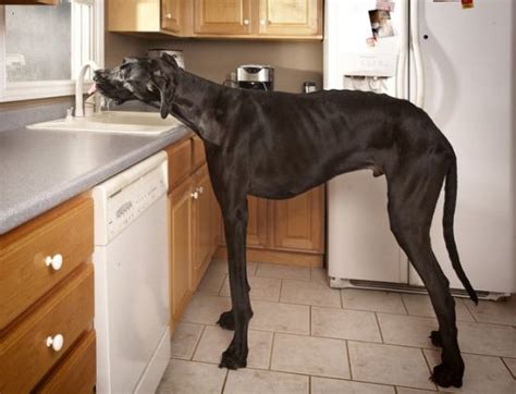 世界最高狗狗去世原因
