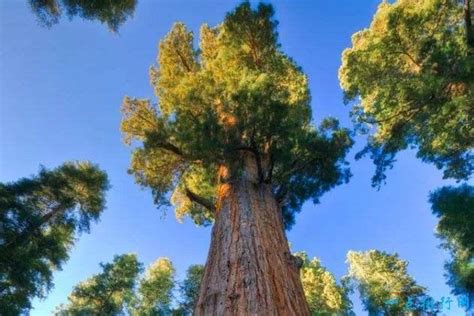 世界树龄最长的树排名
