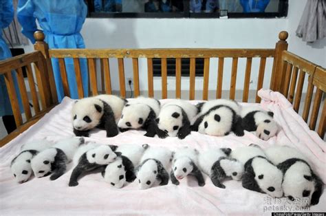 世界首例熊猫宝宝