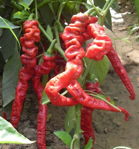 东北种植哪些常用的辣椒