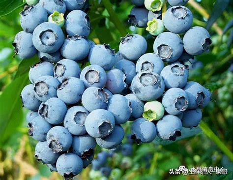 东北适合种植什么品种的蓝莓