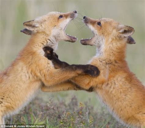 两个狐狸在打架