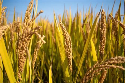 中国产量最高的超级水稻种子