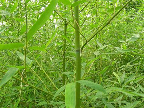 中国可以种竹吗