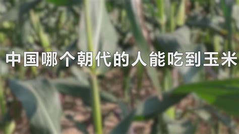 中国哪个朝代人开始吃玉米