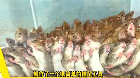 中国小哥国外酒店遇到老鼠