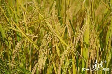 中国最早的水稻