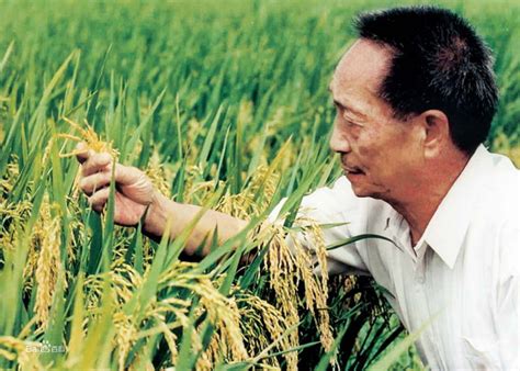 中国杂交水稻之父是谁