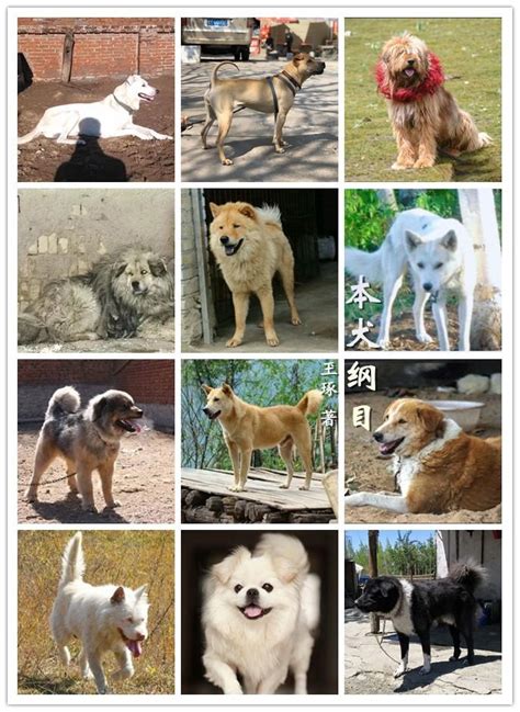 中国犬种大全