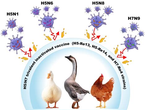 中国禽流感最新进展