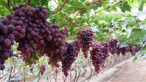中国种植葡萄始于什么时代