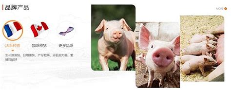 中国种猪排名第一名