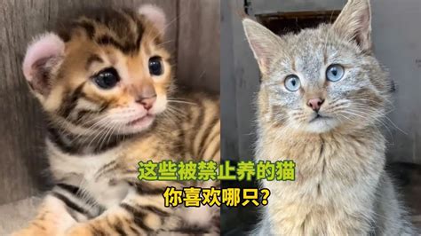 中国10大禁止养的猫