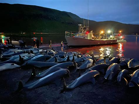丹麦屠杀海豚