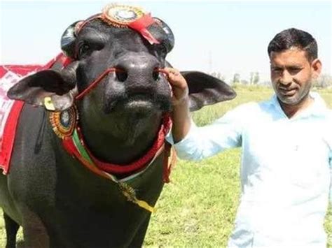 为什么印度出口牛肉