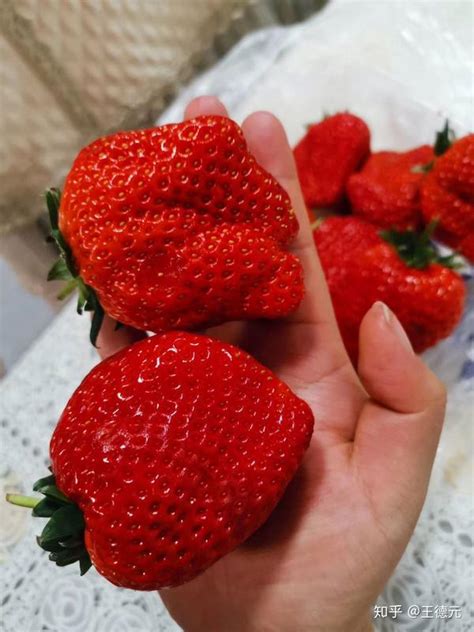 为什么草莓这么可爱