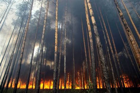 乌克兰森林大火最新动态